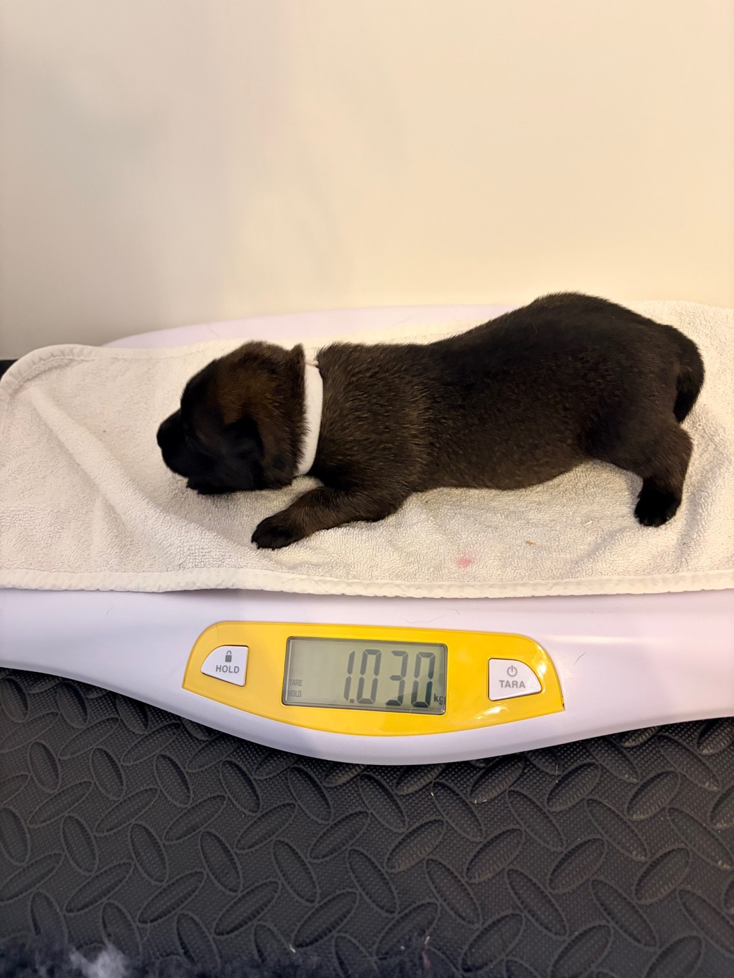 Royaume Des Masques Noirs - Chiots disponibles - Berger Belge