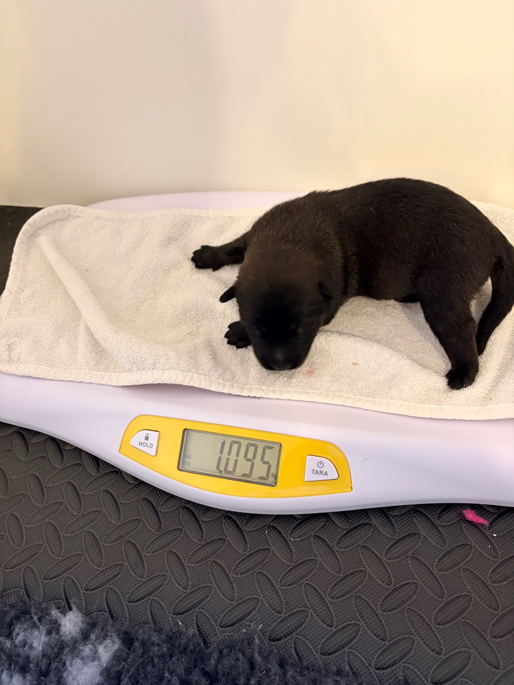 Royaume Des Masques Noirs - Chiots disponibles - Berger Belge