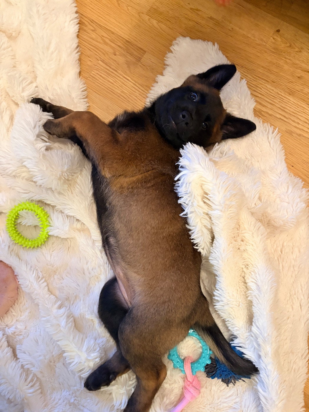 Royaume Des Masques Noirs - Chiots disponibles - Berger Belge