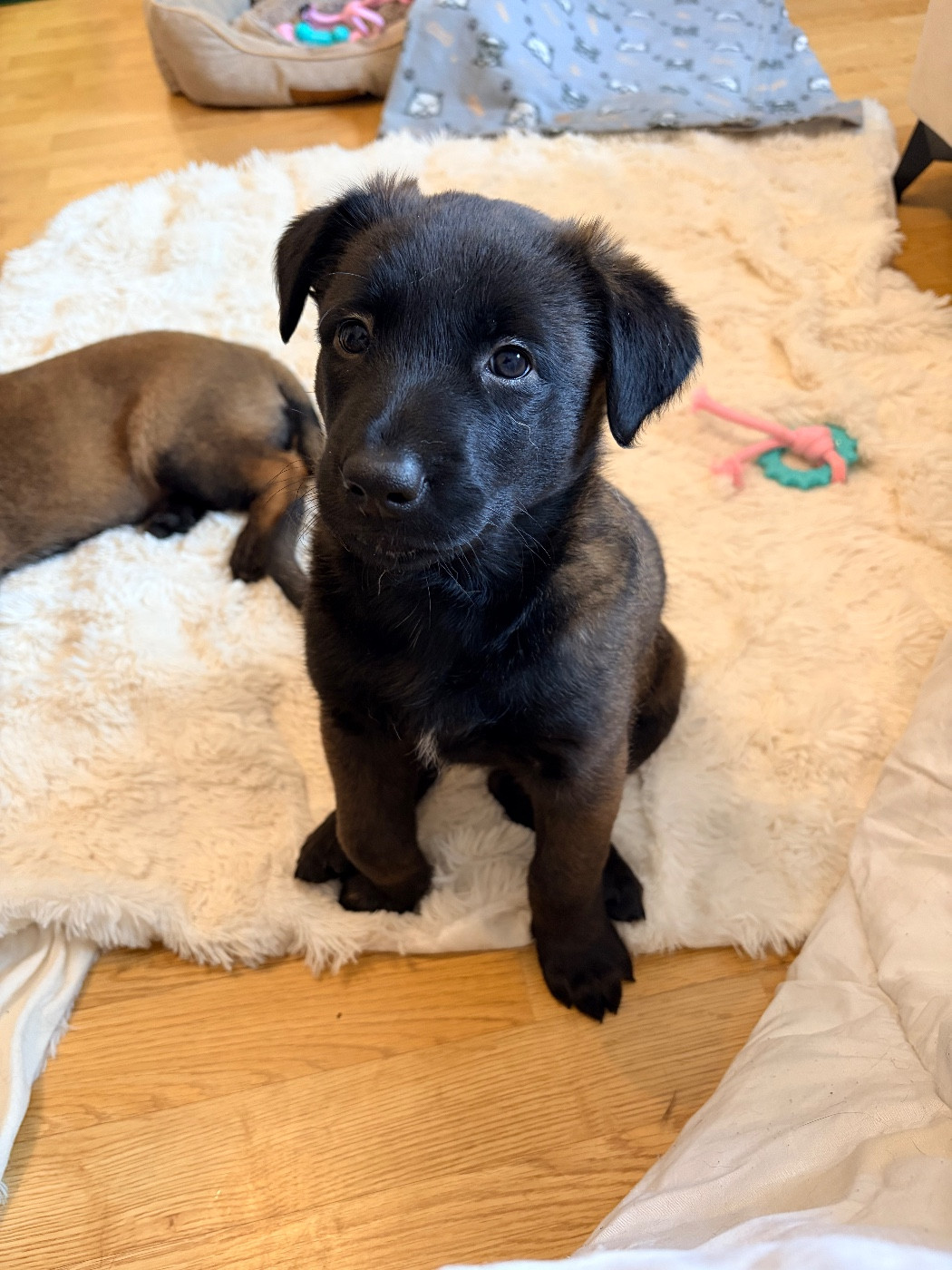 Royaume Des Masques Noirs - Chiots disponibles - Berger Belge